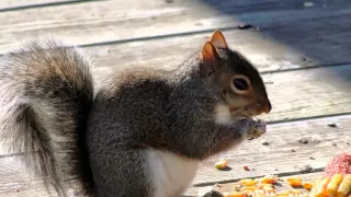 Крымские белки | Crimean squirrels