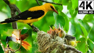 Birds in Tropical Rainforest with Their Soothing Sounds - Mother bird feeding their babies #bird