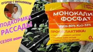 Первая подкормка перца и баклажанов для сбалансированного развития