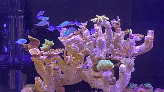 Морской аквариум в офисе - кусочек кораллового рифа рядом с вашим рабочим местом.