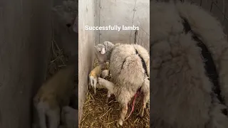#shorts | Triplet Lambs from Prolapsed Ewe | Ambry Acres SHORTS