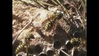 Paper Wasps Polistes dominula thermoregulating their nest