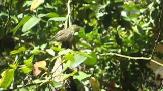 Baby bird comes out of the nest for the first time