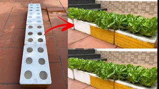 Growing hydroponic lettuce using foam containers at home without a garden is extremely productive