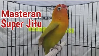 Suara lakbet JITU, Banyak labet ikut terpancing emosi dan bunyi | Masteran lovebird 2023