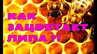 Пасека! Как цветет липа на сопках! Липа в тайге!