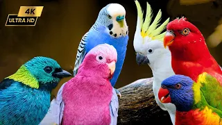 Relax with Squirrel Birds and Forest Sounds🐦🐿️, 3 hours of amazing 7-color bird images (4K HDR)