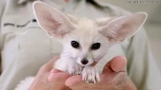 The cutest video today: Adorable baby fox is all ears