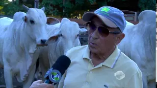 Veja como está os preparativos para o 18º Leilão de Animais da Fazenda Oiticica