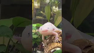 Почему аксолотль улыбается? #аксолотль #axolotl