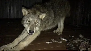 Якутский волк 7,5 месяца, ест красную рыбу. Ночные посиделки с волками.