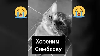 Хароним симбачку (симба умер)😭😭