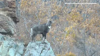 Близкое знакомство с горалом