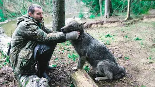 Этот волк не забыл добро, когда то люди спасли его, и он отплатил тем же...