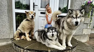 Dogs Say Goodbye To Adorable Little Girl! (Cutest Ever!!)