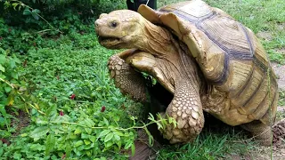 Tortoise mating sounds.