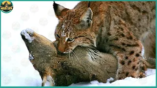 The Bobcat And The Lynx, The Leopard Sized Hunters