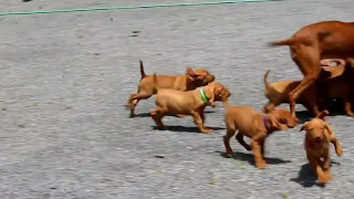 Vizsla Puppies For Sale