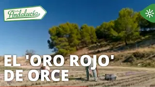 Destino Andalucía |  El 'oro rojo' de Orce, un cultivo de azafrán único en Andalucía