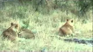 PM Safari Drive - Karula Hunting - Tsalala Pride of Lions - July 16, 2011
