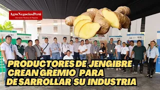 Productores de jengibre suben al siguiente nivel: crean su gremio y sacarán adelante la industria