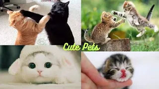 OMG So Cute Cats ♥ Best Funny Cat Videos 2021 - Baby Cats - Cute and Funny Cat Videos Compilation #2