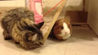 Annoying cat wants to play with guinea pig