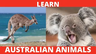 AUSTRALIAN ANIMALS Names for Kids to Learn | Learning Australian Animal Names