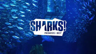 Georgia Aquarium's SHARKS! Cage Dive