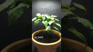 123 Days In 36 Seconds - Orange Mini Bell Pepper