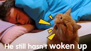 Funny Cats Waking up Owner 😼 Cat Alarm Clocks 🤭 Top Cats Video Compilation