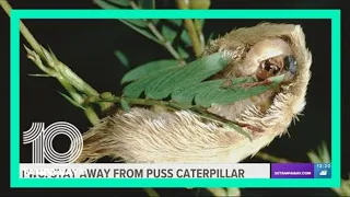 Don't touch: Florida's puss caterpillar is one of the most venomous insects in the US
