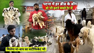 Patna में हर ब्रीड के Dog वो भी इतने सस्ते रेट में, ओरिजनल सर्टीफिकेट भी | Best Dog Kennel In Patna