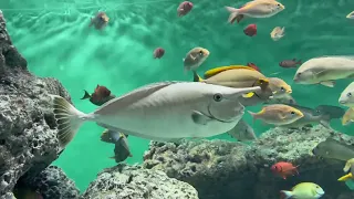 💥TOKYO SEA LIFE PARK🇯🇵 /葛西臨海公園🐠🐟