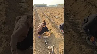 A Different Farming Method Of Sugarcane Planting Deeper And Placing Sideways #satisfying #short