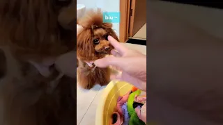 🐶 Cute puppy Funny  Cute Dog Pomeranian 😍 #FunnyPuppytiktok # 268