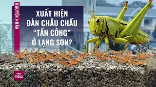 Đàn châu chấu tre lưng vàng càn quét hoa màu ở Lạng Sơn đáng sợ như thế nào? | VTC Now