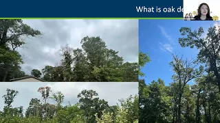 Dube: "Why does my oak look sad?": Oak Decline in MN