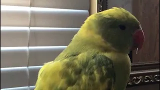 Cute talking parrot loves to give kisses to himself..