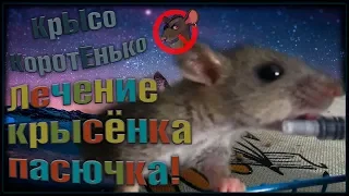 Лечим пасючка, или крысёнок попрыгучий! (Wild Rats | Дикие Крысы)