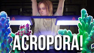 Reef Beginner Trying Acropora! - Becka's Tank Series: Episode 10