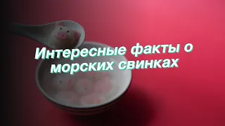 Интересные факты о морских свинках