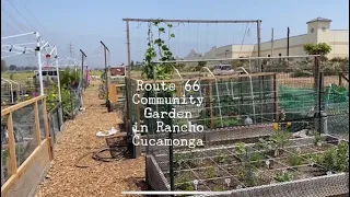 The Route 66 Community Garden in Rancho Cucamonga