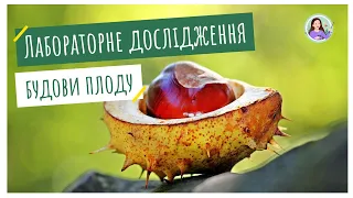 Лабораторне дослідження будови плоду