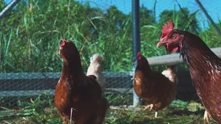 Best Practices for Pastured Poultry Health, Production & Profit