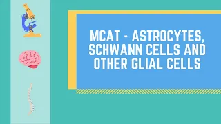 Astrocytes, Microglia, Schwann Cells, Oligodendrocytes and other Glial Cells