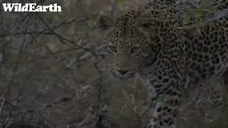 WildEarth - Sunrise Safari -  14 August 2023