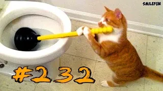 КОШКИ 2019 Смешные коты приколы с котами до слез – Смешные кошки 2019 – Funny Cats