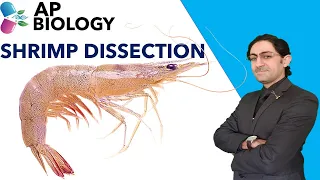 SHRIMP DISSECTION - 4K-RESOLUTION [PRACTICAL]