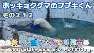 ホッキョクグマのフブキくん（２１２）🐻‍❄️新しい🛢️ちゃんと朝稽古🐻‍❄️（東山動植物園）Fubuki of the polar bear Part 212